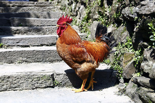 梦见了公鸡是什么意思想买