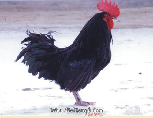 梦见了公鸡是什么意思想买