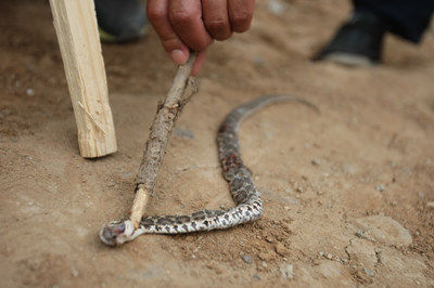 午睡梦见了蛇代表什么意思