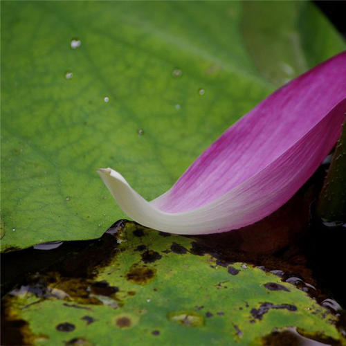 梦见了已过世的亲人是什么意思