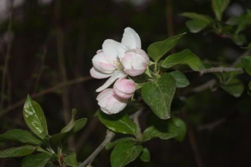 梦见了花为什么冬天过不了冬