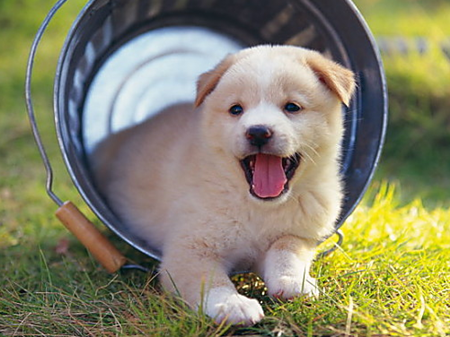 梦见了狗是什么意思