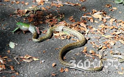 为什么梦见了许多蛇