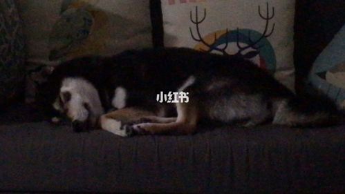 梦见有人死在我家里