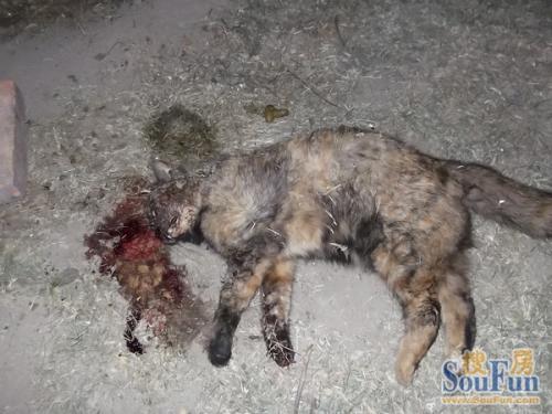 梦见有人杀我什么意思