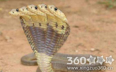 梦见有人送蛇给自己