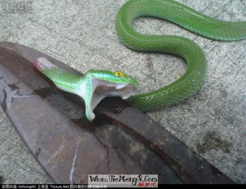 梦见有人送蛇给自己