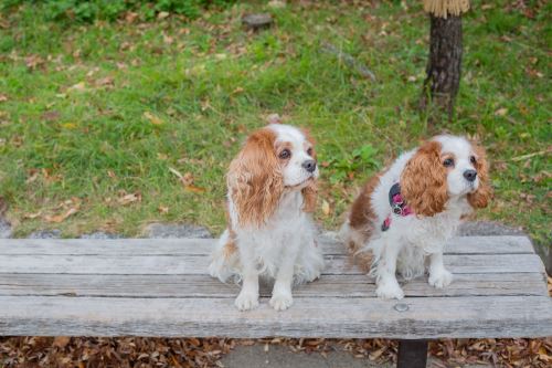 梦见狗想咬我有人帮忙