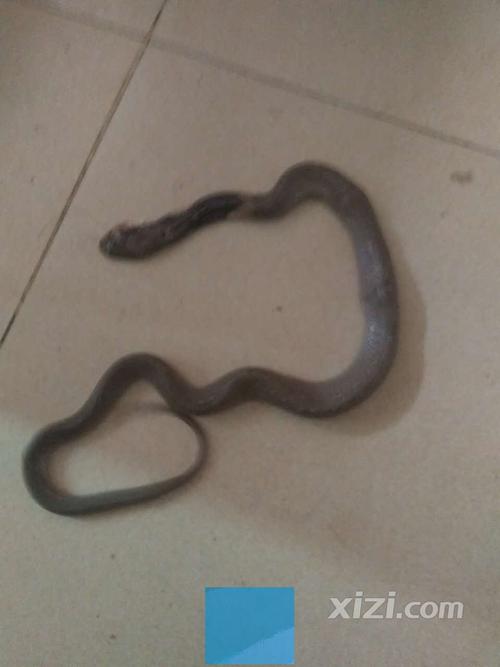 梦见有人打死蛇