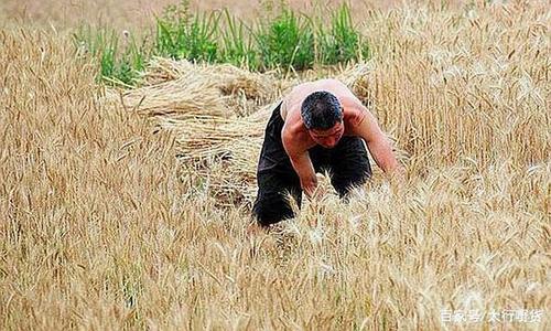 梦见有人送麦子
