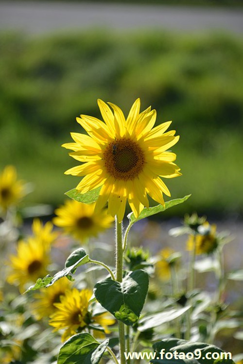 梦见有人送我种子