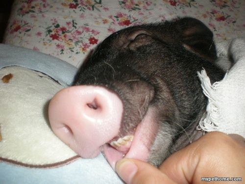 梦见有人偷看我家