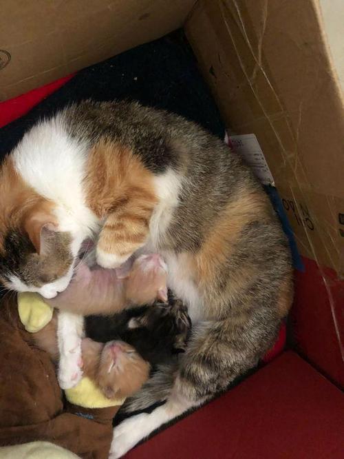 梦见有人吃我的奶