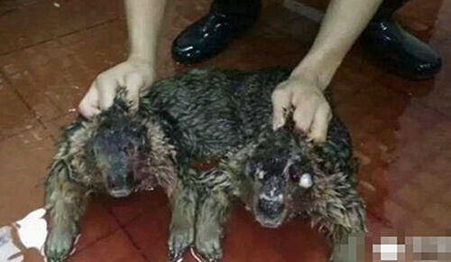 梦见有人掉井里淹死了