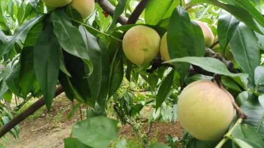 梦见有人给我桃子吃