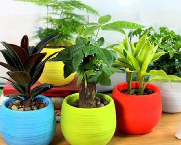 家里摆什么花招财最旺