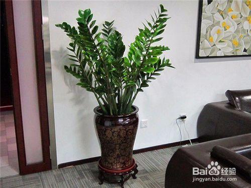 家里摆什么植物好