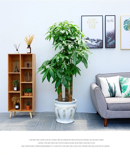 客厅放什么植物招财