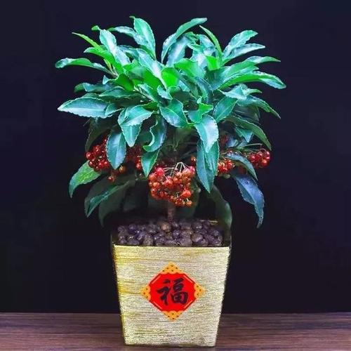 家里摆什么花招财最好