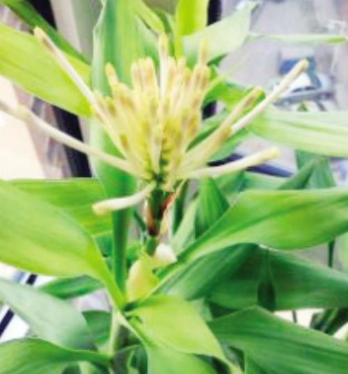 竹子开花意味什么风水