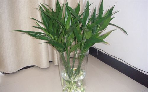 家里摆什么植物招财又旺宅