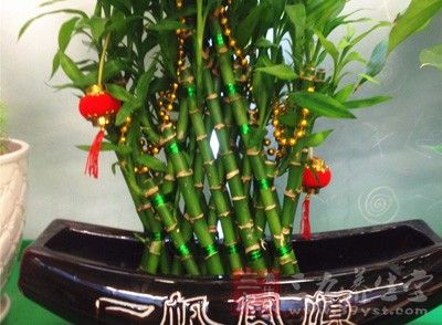 家里摆什么旺学业