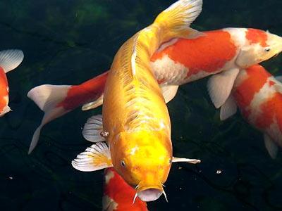 什么风水鱼最好养活