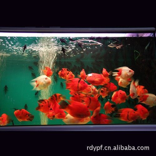 什么风水鱼最好养活