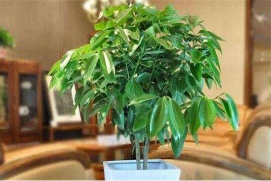 家里摆什么植物招财又旺宅