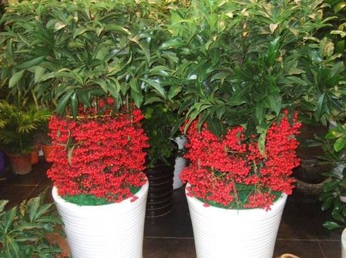 过年家里适合摆什么花