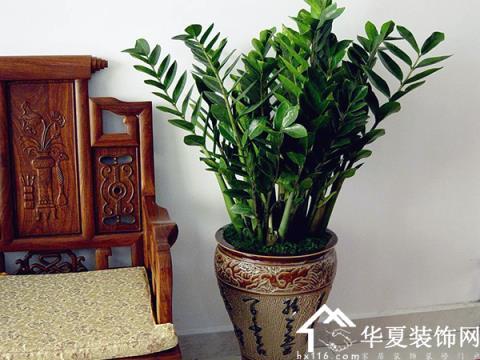 家里摆什么招财