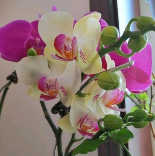 家里摆什么花最吉祥健康