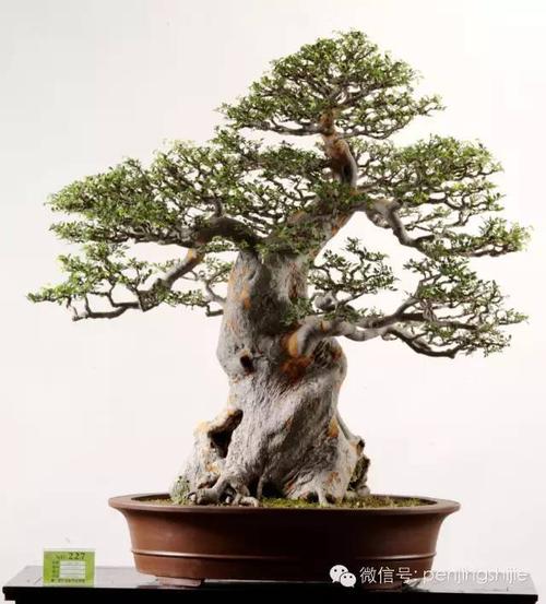 榆树寓意什么风水