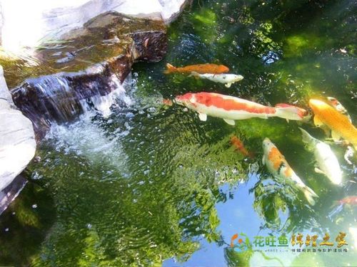 养一条鱼代表什么风水