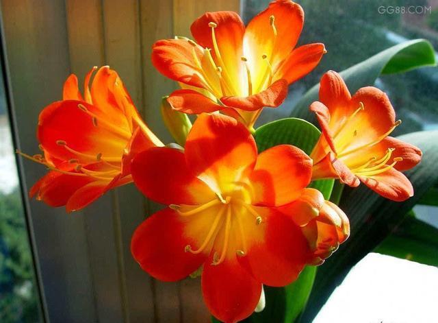 家里摆什么花最吉祥健康