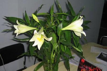 家里摆什么花最吉祥健康