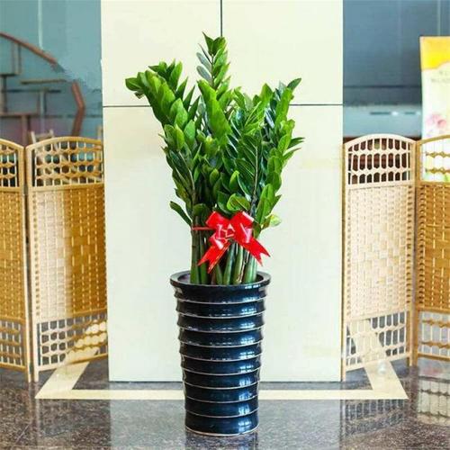 买什么花摆在家里最旺财