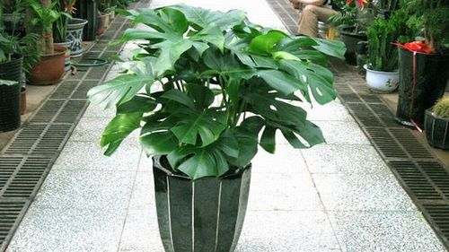 家里摆什么绿植好