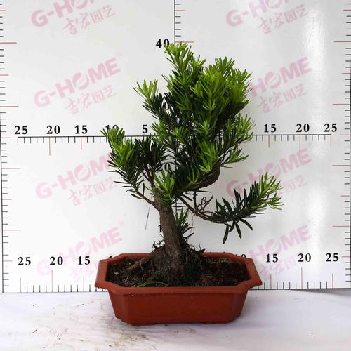 罗汉松寓意什么风水