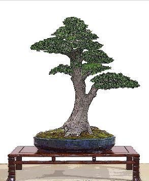 罗汉松寓意什么风水